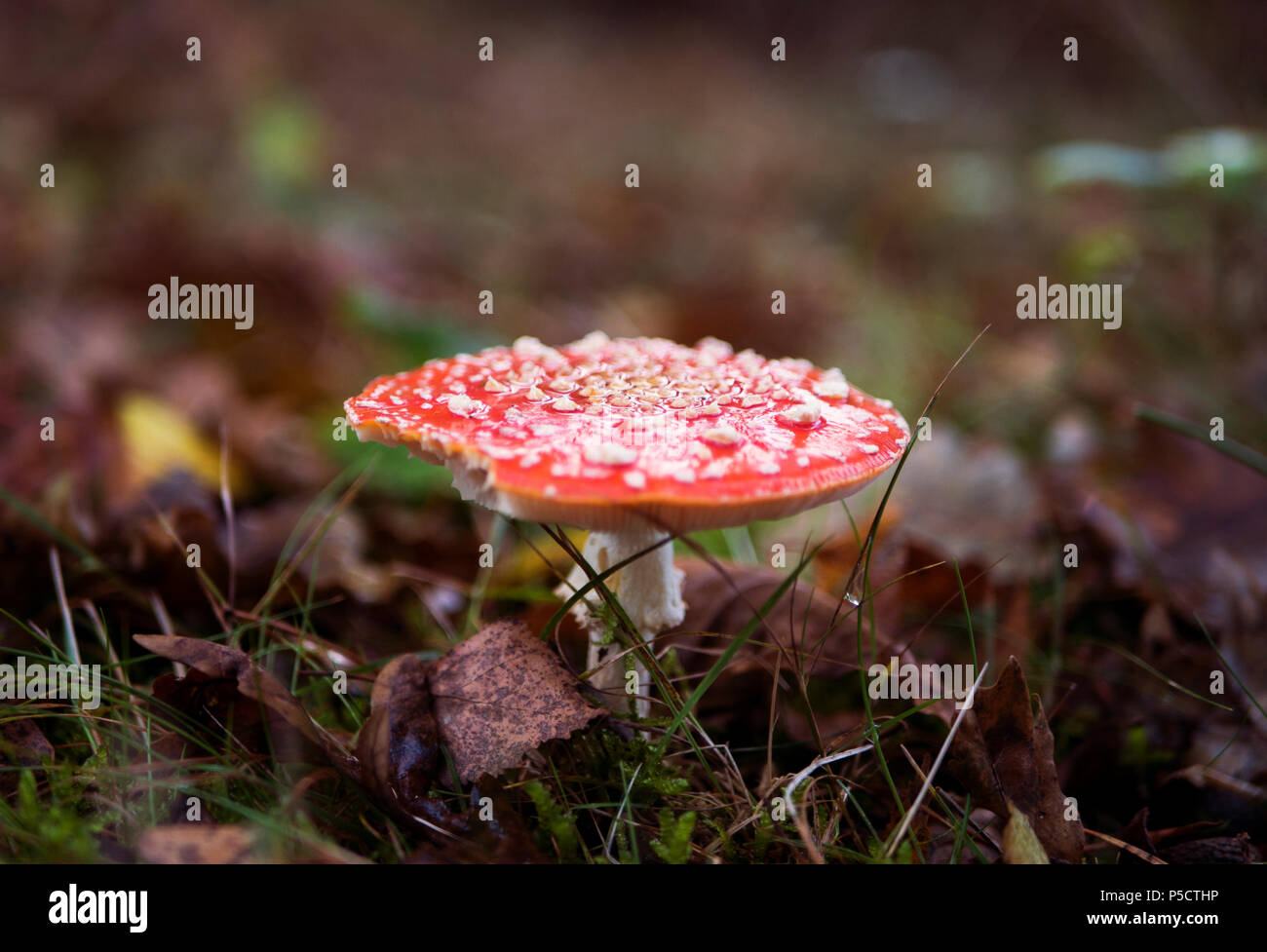 Hellen roten und weissen Pilz unter den braunen Blätter im Herbst versteckt. Stockfoto