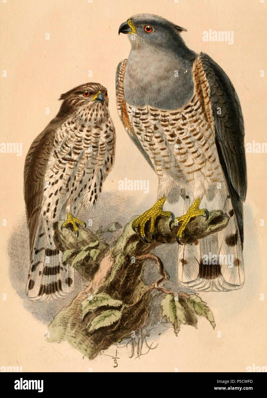 N/A. Englisch: "Baza verreauxi" = Aviceda cuculoides verreauxii (Unterart der afrikanischen Cuckoo-Hawk) Français: "Baza verreauxi" = Aviceda cuculoides verreauxii (Sous-Espèce de Baza Coucou). 1884. John gerrard Keulemans (1842-1912) Alternative Namen Johannes Gerardus Keulemans; J. G. Keulemans Beschreibung niederländische Ornithologe und Künstler Geburtsdatum / Tod vom 8. Juni 1842 29. Dezember 1912 Ort der Geburt / Tod Rotterdam London Authority control: Q 1335286 VIAF: 42113661 ISNI: 0000 0000 6313 981 X ULAN: 500041975 98083374 LCCN: keine NLA: 35268760 WorldCat 154 Aviceda cuculoides verreauxii 1. Stockfoto