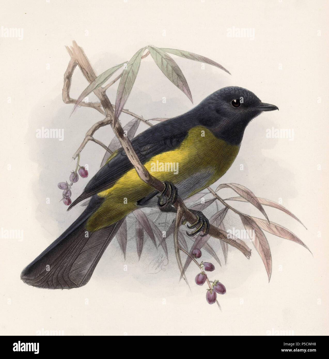 N/A. Englisch: "Phainoptila melanoxantha" = Phainoptila melanoxantha (Schwarz-gelbe seidig-Fliegenfänger) Français: "Phainoptila melanoxantha" = Phainoptila melanoxantha (Phénoptile noir et jaune). 1902. John gerrard Keulemans (1842-1912) Alternative Namen Johannes Gerardus Keulemans; J. G. Keulemans Beschreibung niederländische Ornithologe und Künstler Geburtsdatum / Tod vom 8. Juni 1842 29. Dezember 1912 Ort der Geburt / Tod Rotterdam London Authority control: Q 1335286 VIAF: 42113661 ISNI: 0000 0000 6313 981 X ULAN: 500041975 98083374 LCCN: keine NLA: 35268760 WorldCat 207 Schwarz-gelbe Phaino Stockfoto
