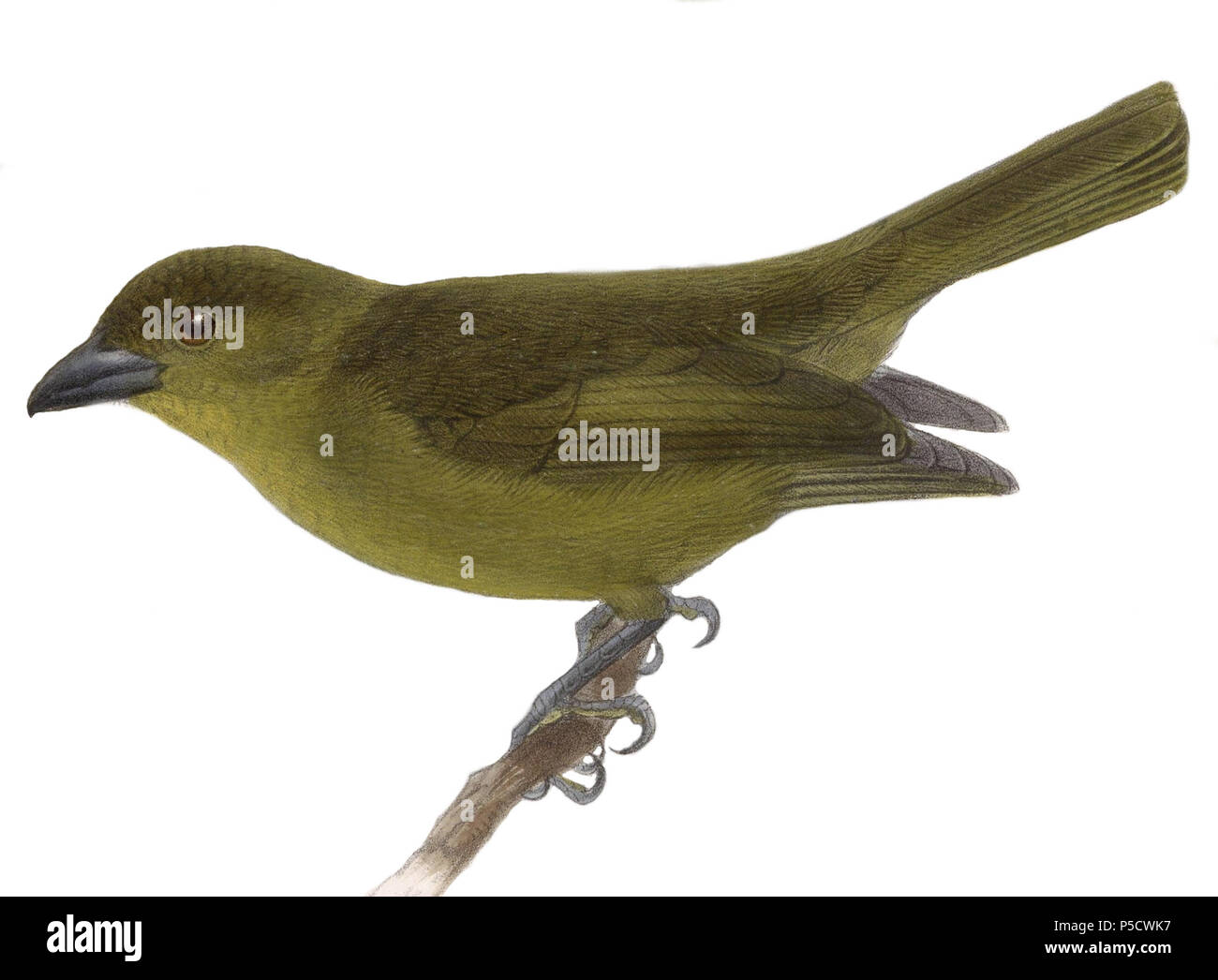 N/A. Englisch: "Phoenicopterus carmioli" = Chlorothraupis carmioli (Olive Tanager) Français: "Phoenicopterus carmioli" = Chlorothraupis carmioli (Habia Olivenöl). 1902. John gerrard Keulemans (1842-1912) Alternative Namen Johannes Gerardus Keulemans; J. G. Keulemans Beschreibung niederländische Ornithologe und Künstler Geburtsdatum / Tod vom 8. Juni 1842 29. Dezember 1912 Ort der Geburt / Tod Rotterdam London Authority control: Q 1335286 VIAF: 42113661 ISNI: 0000 0000 6313 981 X ULAN: 500041975 98083374 LCCN: keine NLA: 35268760 WorldCat 339 Chlorothraupis carmioli 1902 2 Stockfoto
