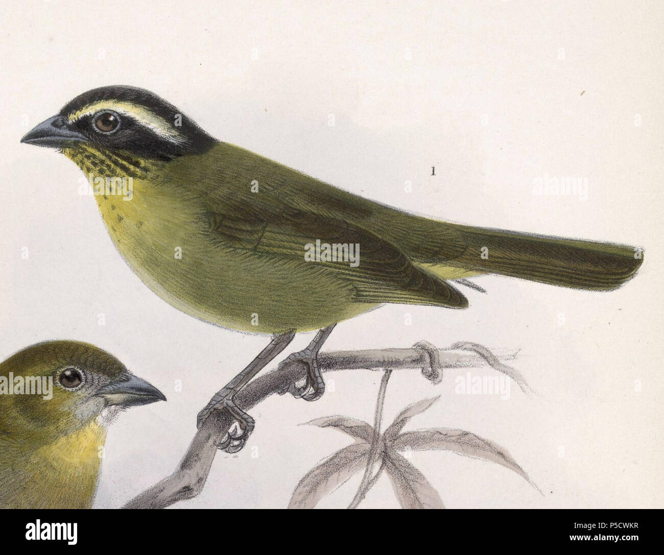 N/A. Englisch: "Chlorospingus punctulatus" = Chlorospingus punctulatus Ophthalmicus (Unterart der Gemeinsamen Bush-Tanager) Français: "Chlorospingus punctulatus" = Chlorospingus punctulatus Ophthalmicus (Sous-Espèce de Chlorospin des buissons). 1902. John gerrard Keulemans (1842-1912) Alternative Namen Johannes Gerardus Keulemans; J. G. Keulemans Beschreibung niederländische Ornithologe und Künstler Geburtsdatum / Tod vom 8. Juni 1842 29. Dezember 1912 Ort der Geburt / Tod Rotterdam London Authority control: Q 1335286 VIAF: 42113661 ISNI: 0000 0000 6313 981 X ULAN: 500041975 98083374 LCCN: keine NLA: 3 Stockfoto