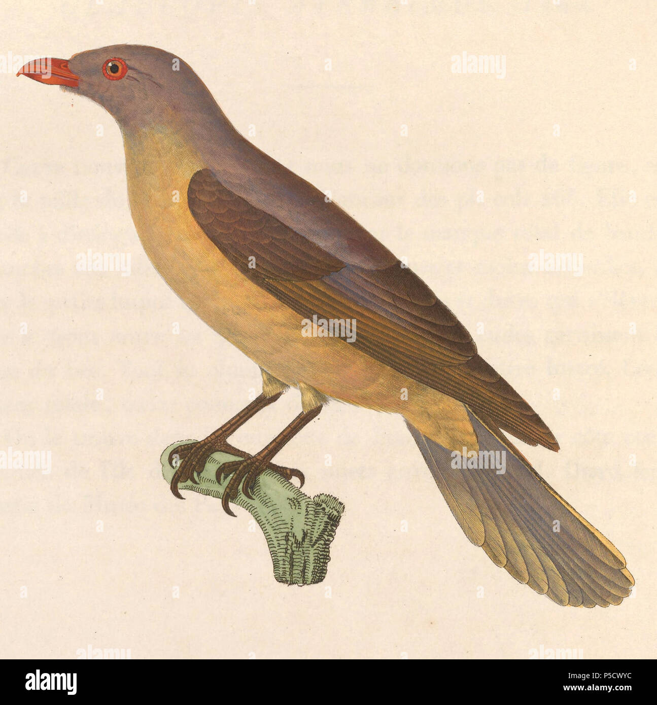 N/A. Englisch: "Buphaga erythrorhyncha" = Buphagus erythrorhynchus (Red-billed Oxpecker) Français: "Buphaga erythrorhyncha" = Buphagus erythrorhynchus (Piqueboeuf à Bec Rouge). 1838. Nicolas Huet (1770 - 1830) Alternative Namen Nicolas, II Huet; Nicolas Huet den Jüngeren; Nicholas Huet II; Nicolas die Jüngeren Huet Beschreibung französischer Maler, Zeichner und Graveur Geburtsdatum / Tod 1770 26. Dezember 1830 Ort der Geburt Paris Authority control: Q 3340421 VIAF: 95590486 ISNI: 0000 0000 7064 7628 ULAN: 500117124 GND: 138988412 Jean Gabriel Prêtre (1768 - 1849) Beschreibung Swi Stockfoto