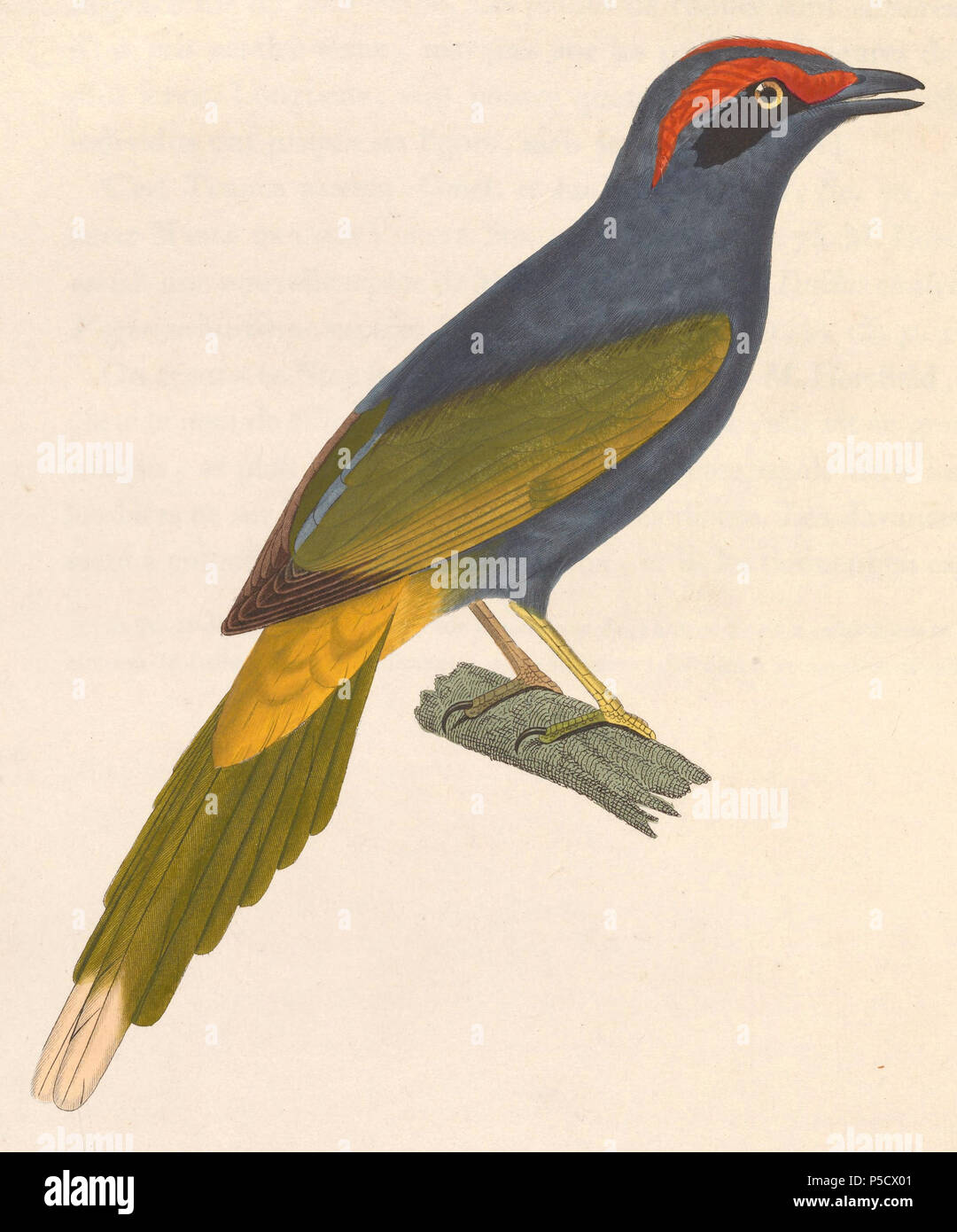 N/A. Englisch: "Lamprotornis erythrophrys" = Enodes erythrophris (Fiery der tiefsten Myna) - Erwachsene Français: "Lamprotornis erythrophrys" = Enodes erythrophris (Énode à sourcils Rouges) - ADULTE. 1838. Nicolas Huet (1770 - 1830) Alternative Namen Nicolas, II Huet; Nicolas Huet den Jüngeren; Nicholas Huet II; Nicolas die Jüngeren Huet Beschreibung französischer Maler, Zeichner und Graveur Geburtsdatum / Tod 1770 26. Dezember 1830 Ort der Geburt Paris Authority control: Q 3340421 VIAF: 95590486 ISNI: 0000 0000 7064 7628 ULAN: 500117124 GND: 138988412 Jean Gabriel Prêtre (1768 - 1849) De Stockfoto