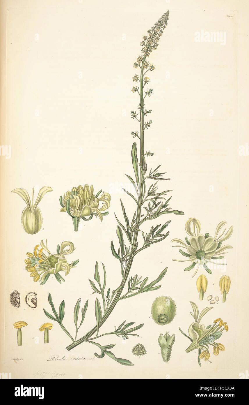 N/A. Reseda Mediterranea. 15 Juni 2012, 21:44:37. John Lindley (1799-1865) Alternative Namen Lindl. Beschreibung Botaniker, pteridologist, bryologist, Universität Lehrer, Schriftsteller und mykologe Datum der Geburt / Tod vom 8. Februar 1799, 1. November 1865 Ort der Geburt / Todes Catton, in der Nähe der Kategorie: Norwich Turnham Green, Middlesex Authority control: Q 378629 VIAF: 44413344 ISNI: 0000 0000 8377 7990 84018057 LCCN: n NLA: 35306726 Botaniker: Lindl. WorldCat 34 22 Reseda Mediterranea - John Lindley - kollektaneen Botanica (1821) Stockfoto