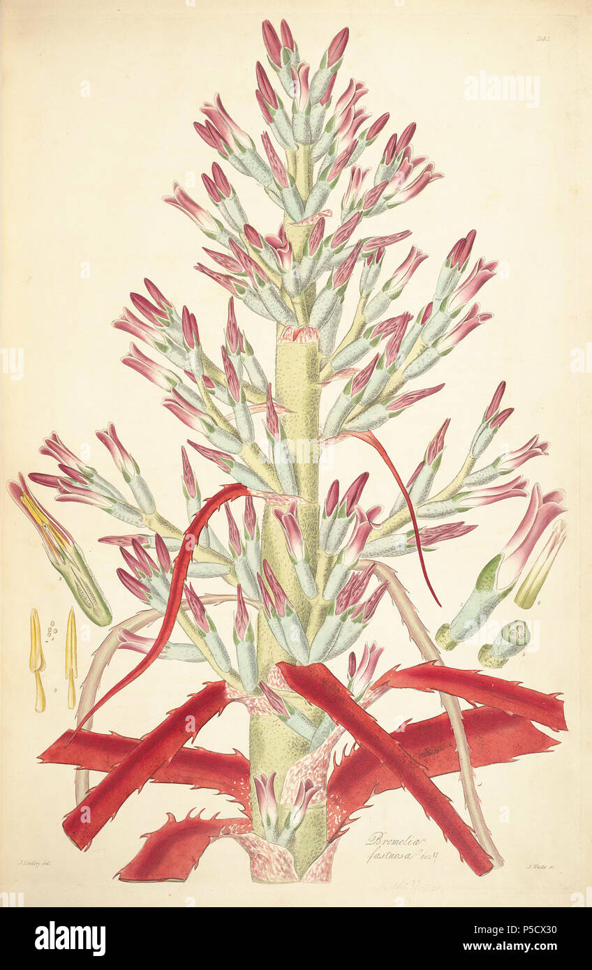 N/A. Illustration von John lindley's "collectanea Botanica oder, Figuren und botanische Abbildungen von seltenen und exotischen Pflanzen neugierig "bromelien Fastuosa. 15 Juni 2012, 18:26:04. John Lindley (1799-1865) Alternative Namen Lindl. Beschreibung Botaniker, pteridologist, bryologist, Universität Lehrer, Schriftsteller und mykologe Datum der Geburt / Tod vom 8. Februar 1799, 1. November 1865 Ort der Geburt / Todes Catton, in der Nähe der Kategorie: Norwich Turnham Green, Middlesex Authority control: Q 378629 VIAF: 44413344 ISNI: 0000 0000 8377 7990 84018057 LCCN: n NLA: 35306726 Botaniker: Lindl. WorldCat 12 1 Bromelien fa Stockfoto