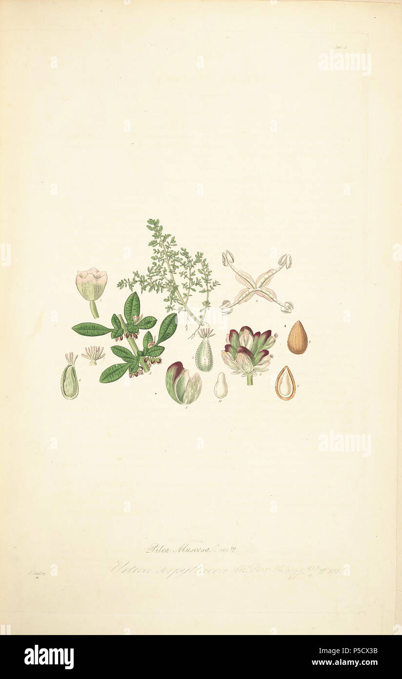N/A. Illustration von John lindley's "collectanea Botanica oder, Figuren und botanische Abbildungen von seltenen und exotischen Pflanzen neugierig". 15 Juni 2012, 18:27:13. John Lindley (1799-1865) Alternative Namen Lindl. Beschreibung Botaniker, pteridologist, bryologist, Universität Lehrer, Schriftsteller und mykologe Datum der Geburt / Tod vom 8. Februar 1799, 1. November 1865 Ort der Geburt / Todes Catton, in der Nähe der Kategorie: Norwich Turnham Green, Middlesex Authority control: Q 378629 VIAF: 44413344 ISNI: 0000 0000 8377 7990 84018057 LCCN: n NLA: 35306726 Botaniker: Lindl. WorldCat 39 4 Pilea muscosa - John Lindley Stockfoto