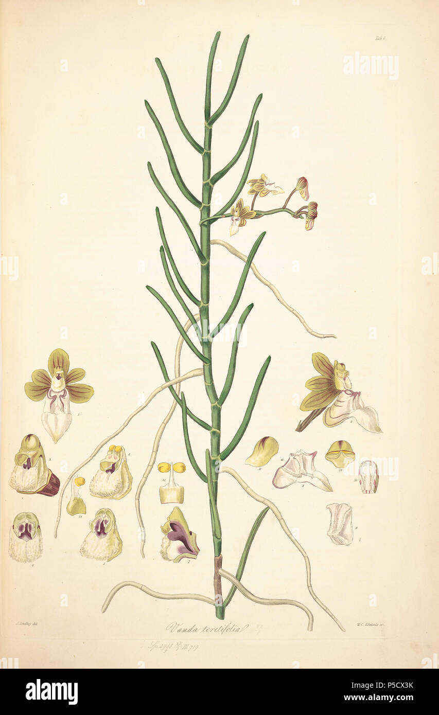 N/A. Illustration von John lindley's "collectanea Botanica oder, Figuren und botanische Abbildungen von seltenen und exotischen Pflanzen neugierig". 15 Juni 2012, 18:28, 20. John Lindley (1799-1865) Alternative Namen Lindl. Beschreibung Botaniker, pteridologist, bryologist, Universität Lehrer, Schriftsteller und mykologe Datum der Geburt / Tod vom 8. Februar 1799, 1. November 1865 Ort der Geburt / Todes Catton, in der Nähe der Kategorie: Norwich Turnham Green, Middlesex Authority control: Q 378629 VIAF: 44413344 ISNI: 0000 0000 8377 7990 84018057 LCCN: n NLA: 35306726 Botaniker: Lindl. WorldCat 41 6 Vanda teretifolia - Johannes Lind Stockfoto