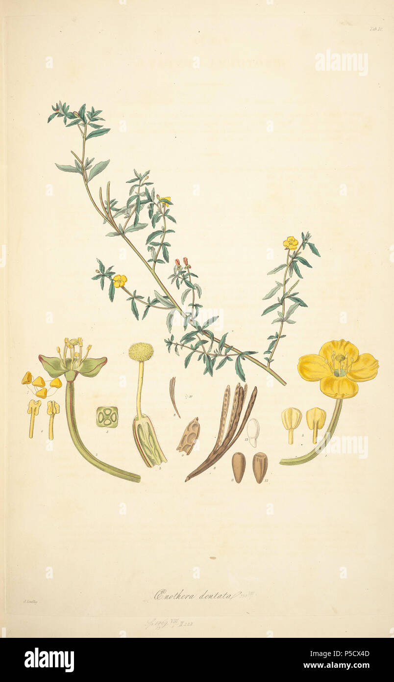 N/A. Illustration von John lindley's "collectanea Botanica oder, Figuren und botanische Abbildungen von seltenen und exotischen Pflanzen neugierig". 15 Juni 2012, 18:30:06. John Lindley (1799-1865) Alternative Namen Lindl. Beschreibung Botaniker, pteridologist, bryologist, Universität Lehrer, Schriftsteller und mykologe Datum der Geburt / Tod vom 8. Februar 1799, 1. November 1865 Ort der Geburt / Todes Catton, in der Nähe der Kategorie: Norwich Turnham Green, Middlesex Authority control: Q 378629 VIAF: 44413344 ISNI: 0000 0000 8377 7990 84018057 LCCN: n NLA: 35306726 Botaniker: Lindl. WorldCat 13 10 Epilobium dentata - John Lin Stockfoto