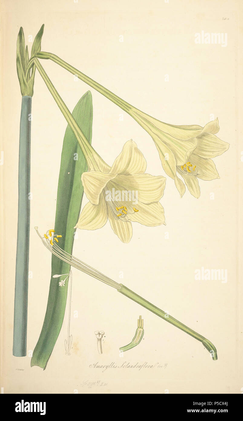 N/A. Illustration von John lindley's "collectanea Botanica oder, Figuren und botanische Abbildungen von seltenen und exotischen Pflanzen neugierig "Trizeuxis Falcata. 15 Juni 2012, 18:30:51. John Lindley (1799-1865) Alternative Namen Lindl. Beschreibung Botaniker, pteridologist, bryologist, Universität Lehrer, Schriftsteller und mykologe Datum der Geburt / Tod vom 8. Februar 1799, 1. November 1865 Ort der Geburt / Todes Catton, in der Nähe der Kategorie: Norwich Turnham Green, Middlesex Authority control: Q 378629 VIAF: 44413344 ISNI: 0000 0000 8377 7990 84018057 LCCN: n NLA: 35306726 Botaniker: Lindl. WorldCat 14 11 Amaryllis Stockfoto
