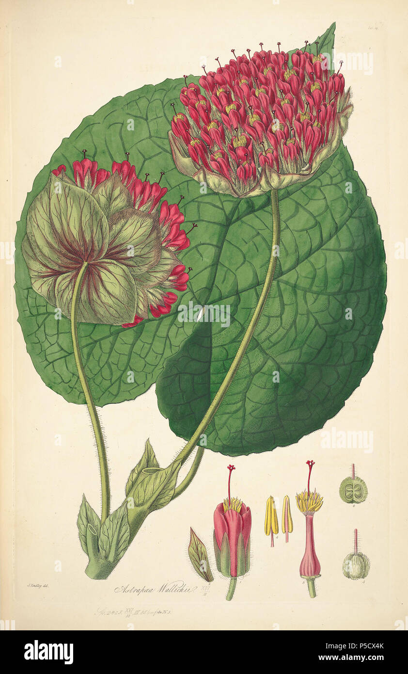 N/A. Illustration von John lindley's "collectanea Botanica oder, Figuren und botanische Abbildungen von seltenen und exotischen Pflanzen neugierig". 15 Juni 2012, 18:32:02. John Lindley (1799-1865) Alternative Namen Lindl. Beschreibung Botaniker, pteridologist, bryologist, Universität Lehrer, Schriftsteller und mykologe Datum der Geburt / Tod vom 8. Februar 1799, 1. November 1865 Ort der Geburt / Todes Catton, in der Nähe der Kategorie: Norwich Turnham Green, Middlesex Authority control: Q 378629 VIAF: 44413344 ISNI: 0000 0000 8377 7990 84018057 LCCN: n NLA: 35306726 Botaniker: Lindl. WorldCat 16 14 Astrapaea wallichii - John L Stockfoto