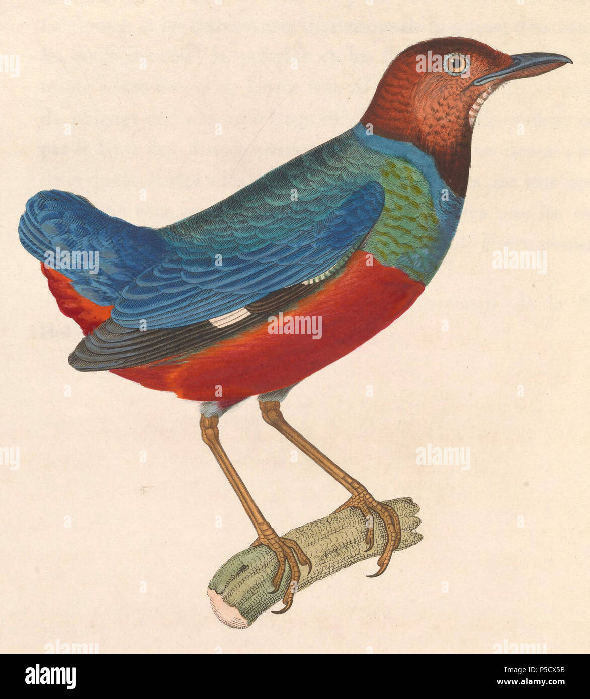 N/A. Englisch: "Pitta erythrogaster" = Erythropitta erythrogaster (Red-bellied Pitta) - Erwachsene Français: "Pitta erythrogaster" = Erythropitta erythrogaster (Brève à ventre Rouge) - ADULTE. 1838. Nicolas Huet (1770 - 1830) Alternative Namen Nicolas, II Huet; Nicolas Huet den Jüngeren; Nicholas Huet II; Nicolas die Jüngeren Huet Beschreibung französischer Maler, Zeichner und Graveur Geburtsdatum / Tod 1770 26. Dezember 1830 Ort der Geburt Paris Authority control: Q 3340421 VIAF: 95590486 ISNI: 0000 0000 7064 7628 ULAN: 500117124 GND: 138988412 Jean Gabriel Prêtre (1768 - 1849) Des Stockfoto