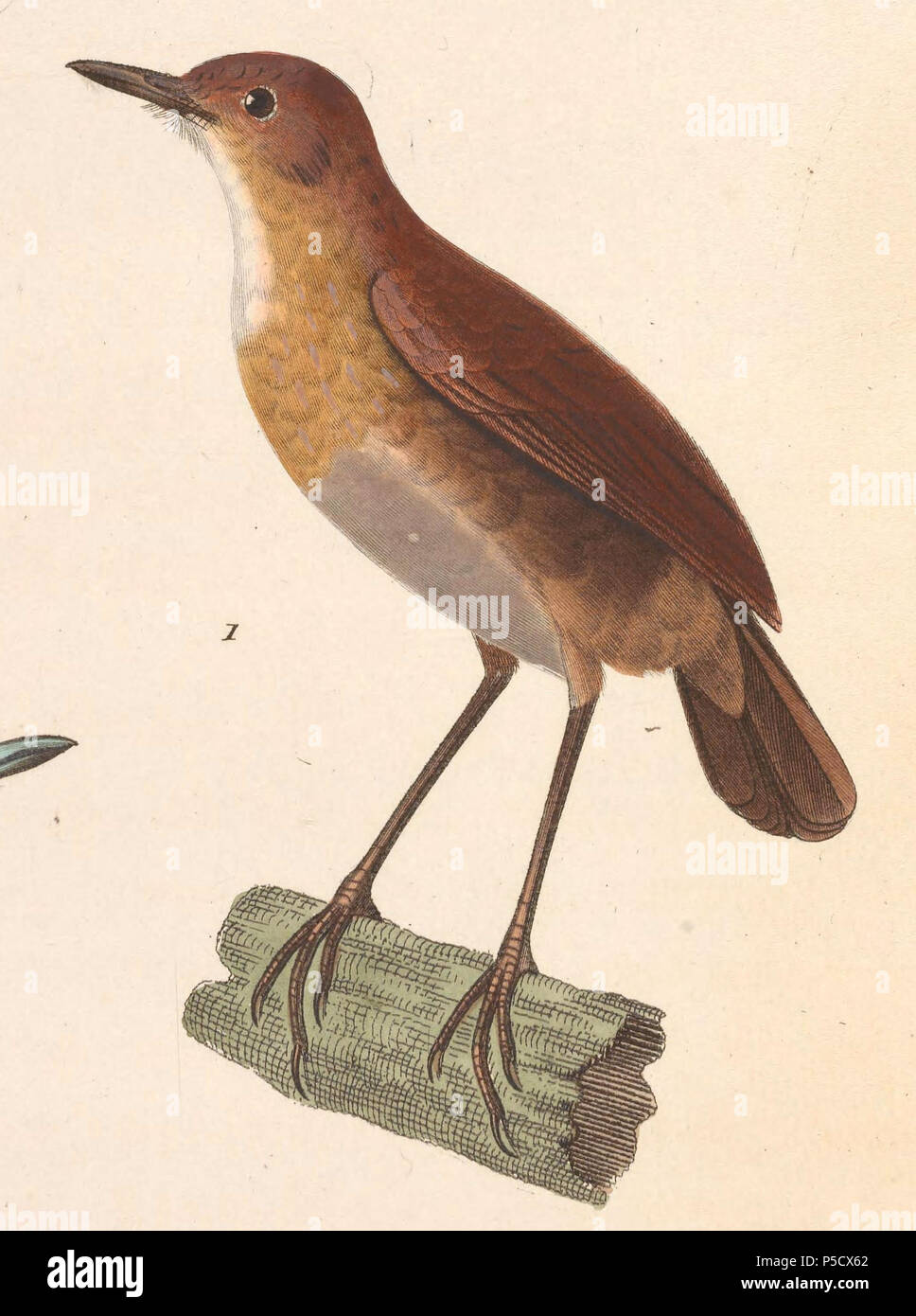 N/A. Englisch: "Myiothera leucophris" = Brachypteryx leucophris (Lesser Shortwing) Français: "Myiothera leucophris" = Brachypteryx leucophris (Petite Brachyptère). 1838. Nicolas Huet (1770 - 1830) Alternative Namen Nicolas, II Huet; Nicolas Huet den Jüngeren; Nicholas Huet II; Nicolas die Jüngeren Huet Beschreibung französischer Maler, Zeichner und Graveur Geburtsdatum / Tod 1770 26. Dezember 1830 Ort der Geburt Paris Authority control: Q 3340421 VIAF: 95590486 ISNI: 0000 0000 7064 7628 ULAN: 500117124 GND: 138988412 Jean Gabriel Prêtre (1768 - 1849) Beschreibung der Schweizer Künstler D Stockfoto