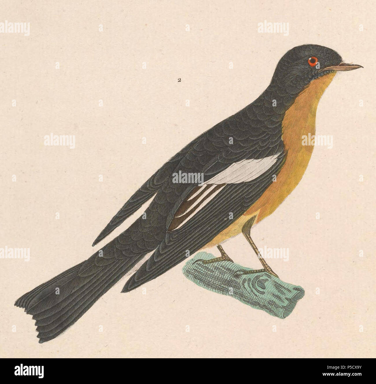 N/A. Englisch: "Muscicapa mugimaki" = Ficedula Mugimaki mugimaki (Fliegenfänger) - männlich Français: "Muscicapa mugimaki" = Ficedula mugimaki (Gobemouche mugimaki)-mâle. 1838. Nicolas Huet (1770 - 1830) Alternative Namen Nicolas, II Huet; Nicolas Huet den Jüngeren; Nicholas Huet II; Nicolas die Jüngeren Huet Beschreibung französischer Maler, Zeichner und Graveur Geburtsdatum / Tod 1770 26. Dezember 1830 Ort der Geburt Paris Authority control: Q 3340421 VIAF: 95590486 ISNI: 0000 0000 7064 7628 ULAN: 500117124 GND: 138988412 Jean Gabriel Prêtre (1768 - 1849) Beschreibung der Schweizer Künstler Stockfoto