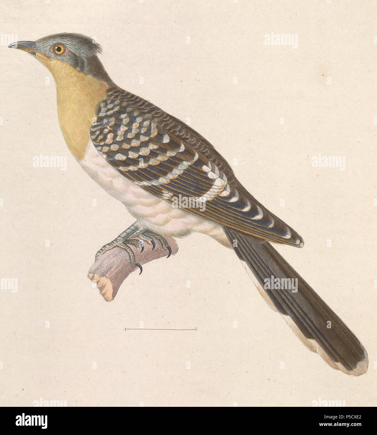N/A. Englisch: "Cuculus Clamator glandarius glandarius" = (Great Spotted Kuckuck) - Erwachsene weibliche Français: "Cuculus Clamator glandarius glandarius" = (Coucou geai) - Femelle adulte. 1838. Nicolas Huet (1770 - 1830) Alternative Namen Nicolas, II Huet; Nicolas Huet den Jüngeren; Nicholas Huet II; Nicolas die Jüngeren Huet Beschreibung französischer Maler, Zeichner und Graveur Geburtsdatum / Tod 1770 26. Dezember 1830 Ort der Geburt Paris Authority control: Q 3340421 VIAF: 95590486 ISNI: 0000 0000 7064 7628 ULAN: 500117124 GND: 138988412 Jean Gabriel Prêtre (1768 - 1849) Descriptio Stockfoto