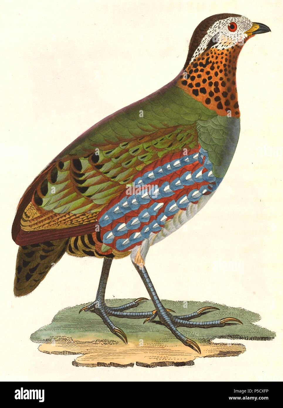 N/A. Englisch: "Perdix megapodia" = Arborophila torqueola torqueola (Unterart von Hill Partridge) - weibliche Français: "Perdix megapodia" = Arborophila torqueola torqueola (Sous-Espèce de Torquéole à Collier) - Femelle. 1838. Nicolas Huet (1770 - 1830) Alternative Namen Nicolas, II Huet; Nicolas Huet den Jüngeren; Nicholas Huet II; Nicolas die Jüngeren Huet Beschreibung französischer Maler, Zeichner und Graveur Geburtsdatum / Tod 1770 26. Dezember 1830 Ort der Geburt Paris Authority control: Q 3340421 VIAF: 95590486 ISNI: 0000 0000 7064 7628 ULAN: 500117124 GND: 138988412 Jean Akv Stockfoto