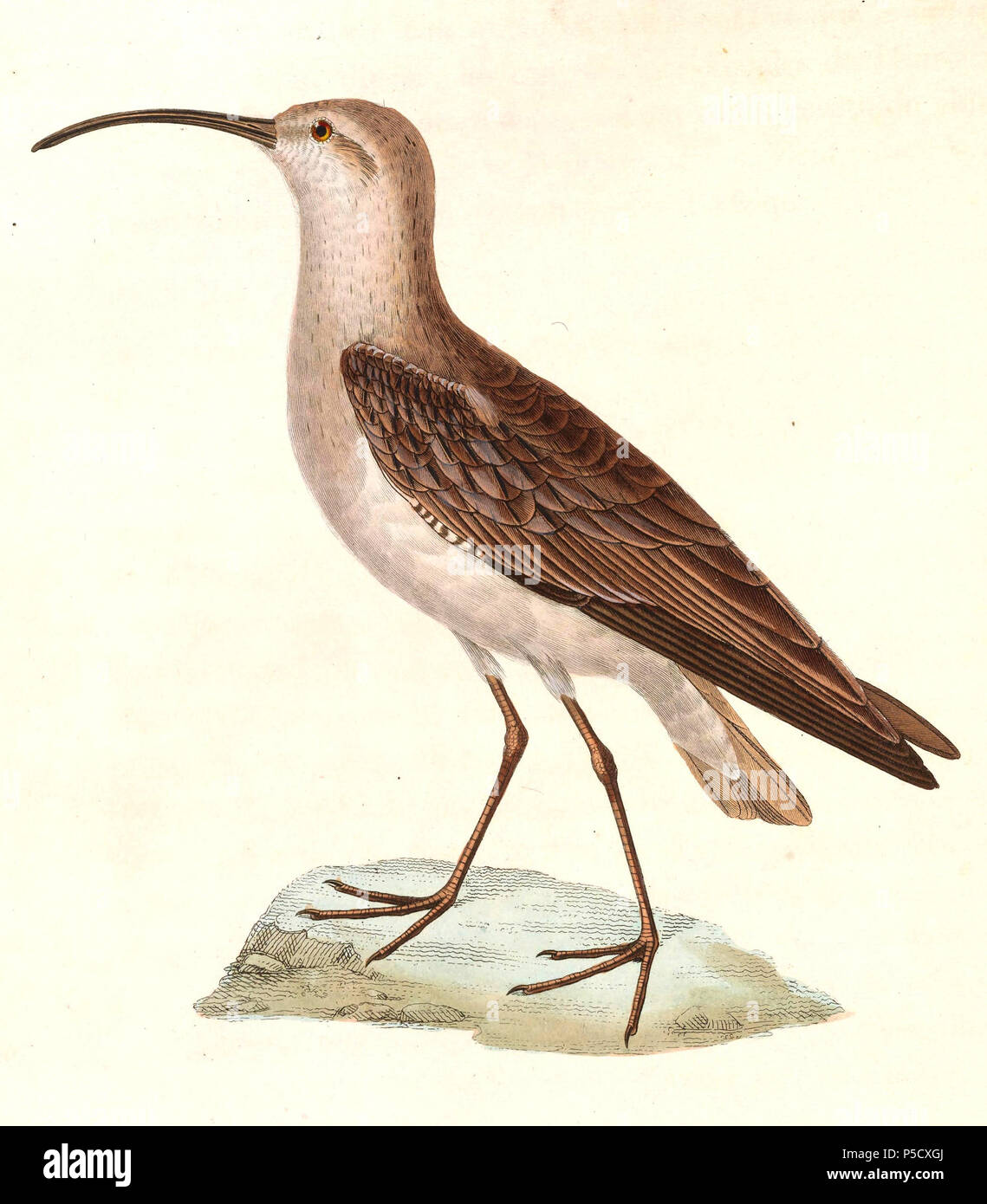 N/A. Englisch: "Falcinellus cursorius" = Calidris ferruginea (Curlew Sandpiper) - Erwachsene Français: "Falcinellus cursorius" = Calidris ferruginea (Bécasseau cocorli) - ADULTE. 1838. Nicolas Huet (1770 - 1830) Alternative Namen Nicolas, II Huet; Nicolas Huet den Jüngeren; Nicholas Huet II; Nicolas die Jüngeren Huet Beschreibung französischer Maler, Zeichner und Graveur Geburtsdatum / Tod 1770 26. Dezember 1830 Ort der Geburt Paris Authority control: Q 3340421 VIAF: 95590486 ISNI: 0000 0000 7064 7628 ULAN: 500117124 GND: 138988412 Jean Gabriel Prêtre (1768 - 1849) Beschreibung Schweizer Stockfoto