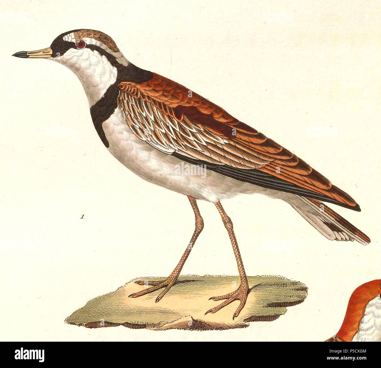 N/A. Englisch: "Charadrius nigrifrons" = Elseyornis melanops (Black-fronted Dotterel) - Erwachsene Français: "Charadrius nigrifrons" = Elseyornis melanops (Pluvier à face Noire) - ADULTE. 1838. Nicolas Huet (1770 - 1830) Alternative Namen Nicolas, II Huet; Nicolas Huet den Jüngeren; Nicholas Huet II; Nicolas die Jüngeren Huet Beschreibung französischer Maler, Zeichner und Graveur Geburtsdatum / Tod 1770 26. Dezember 1830 Ort der Geburt Paris Authority control: Q 3340421 VIAF: 95590486 ISNI: 0000 0000 7064 7628 ULAN: 500117124 GND: 138988412 Jean Gabriel Prêtre (1768 - 1849) Descript Stockfoto