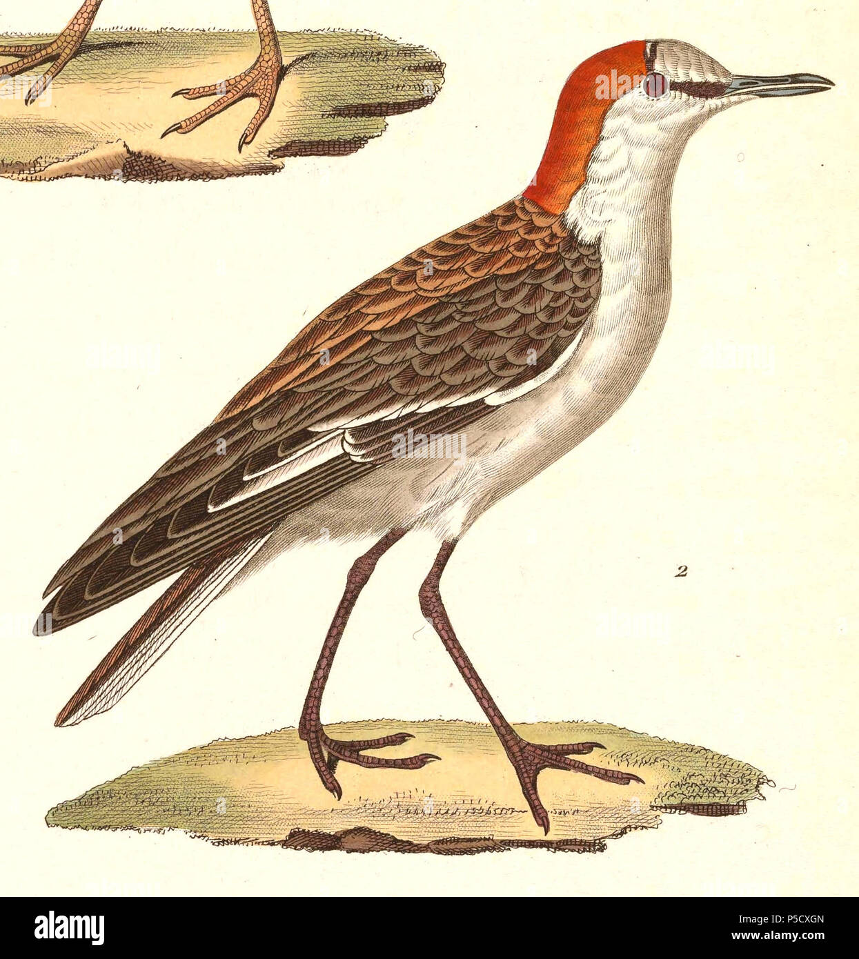 N/A. Englisch: "Charadrius ruficapillus" = Charadrius ruficapillus (Red-capped Regenpfeifer) - männlich Français: "Charadrius ruficapillus" = Charadrius ruficapillus (Pluvier à tête rousse)-mâle. 1838. Nicolas Huet (1770 - 1830) Alternative Namen Nicolas, II Huet; Nicolas Huet den Jüngeren; Nicholas Huet II; Nicolas die Jüngeren Huet Beschreibung französischer Maler, Zeichner und Graveur Geburtsdatum / Tod 1770 26. Dezember 1830 Ort der Geburt Paris Authority control: Q 3340421 VIAF: 95590486 ISNI: 0000 0000 7064 7628 ULAN: 500117124 GND: 138988412 Jean Gabriel Prêtre (1768 - 1849) Des Stockfoto