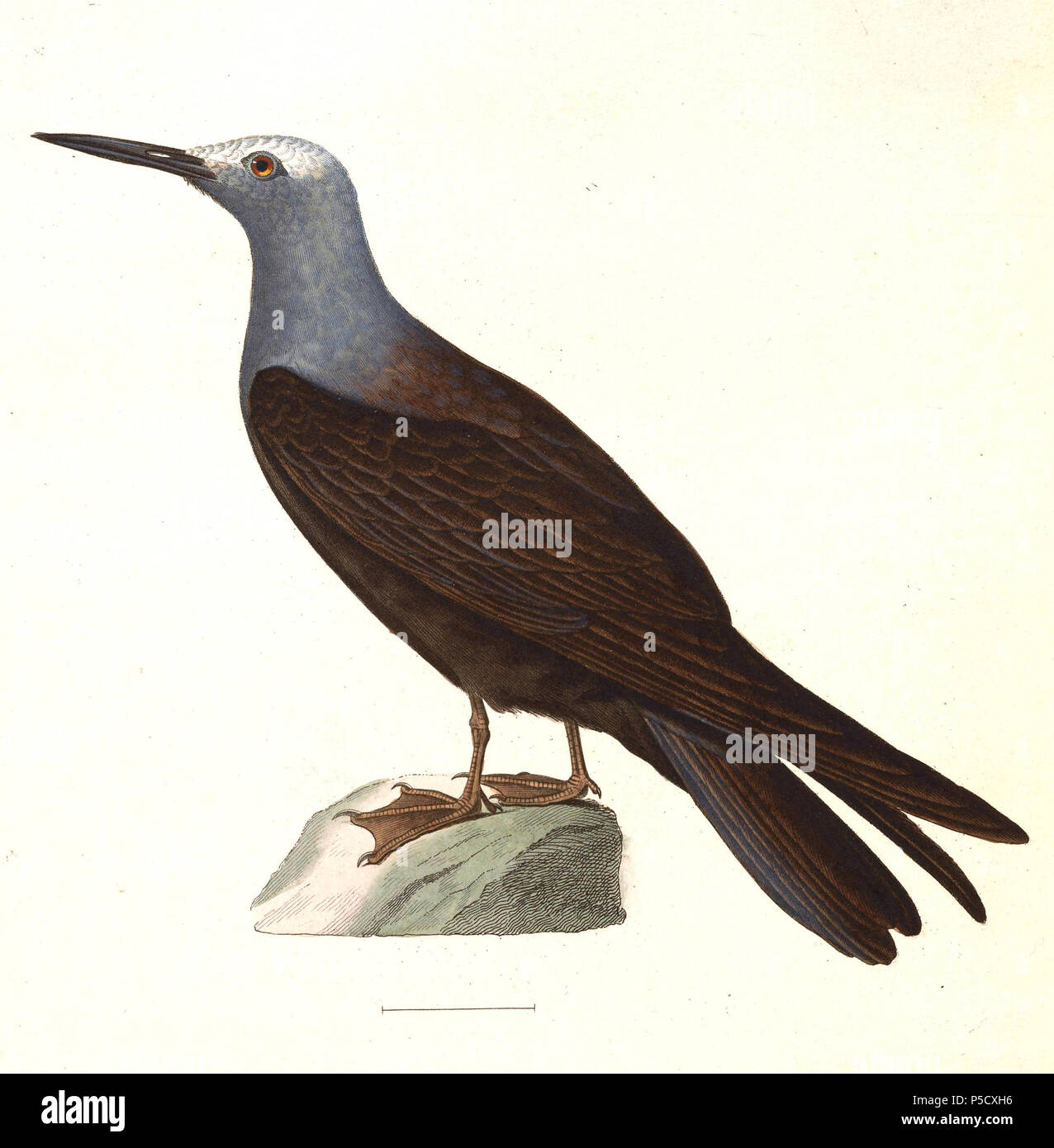 N/A. Englisch: "Sterna tenuirostris" = Anous tenuirostris (Lesser Noddy) - Erwachsene Français: "Sterna tenuirostris" = Anous Noddi tenuirostris (Marianne) - ADULTE. 1838. Nicolas Huet (1770 - 1830) Alternative Namen Nicolas, II Huet; Nicolas Huet den Jüngeren; Nicholas Huet II; Nicolas die Jüngeren Huet Beschreibung französischer Maler, Zeichner und Graveur Geburtsdatum / Tod 1770 26. Dezember 1830 Ort der Geburt Paris Authority control: Q 3340421 VIAF: 95590486 ISNI: 0000 0000 7064 7628 ULAN: 500117124 GND: 138988412 Jean Gabriel Prêtre (1768 - 1849) Beschreibung der Schweizer Künstler Datum Stockfoto