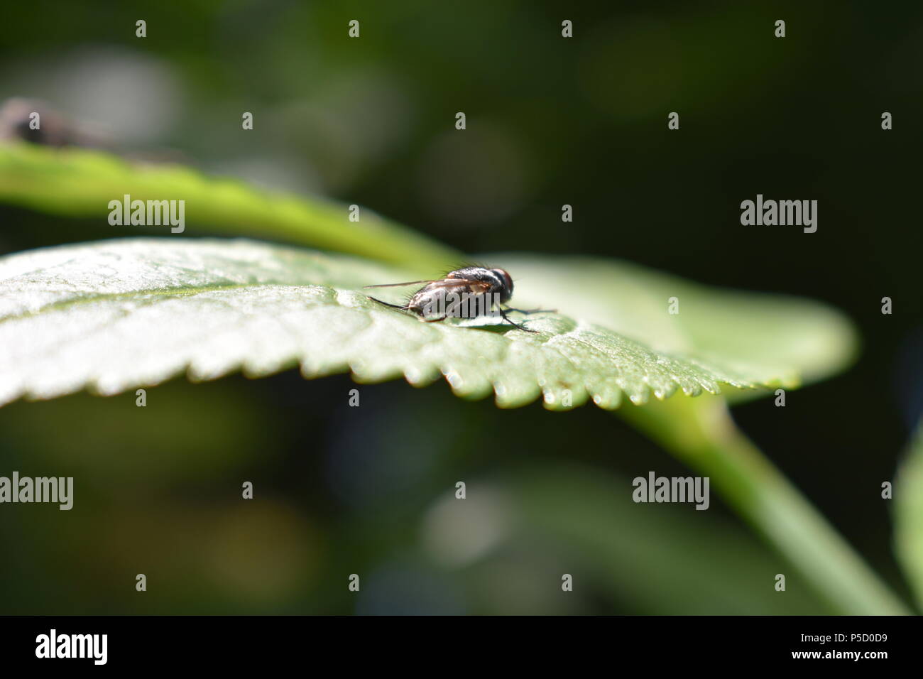 Fliegen Sie mit Blatt Stockfoto