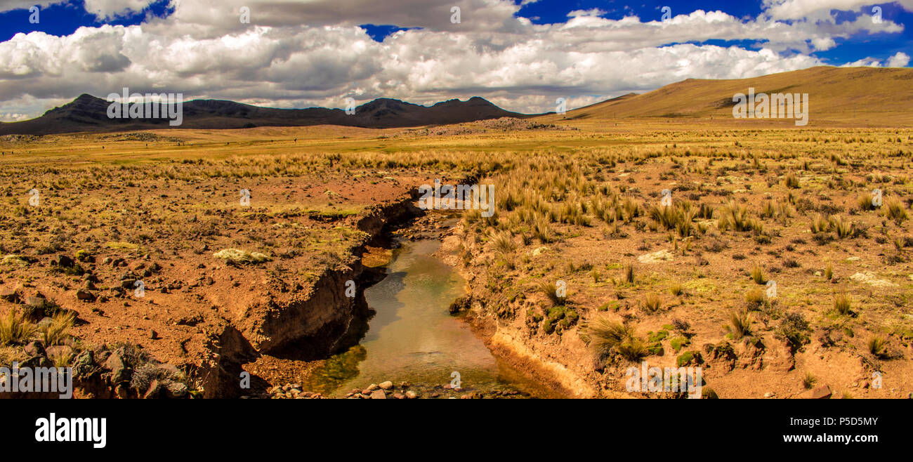 Fiesta Seleccion del chacu en Pampas Galeras La vicuña es una especie emblemática del Perú que Figura, incluso, en Nuestro escudo Nacional. Stockfoto