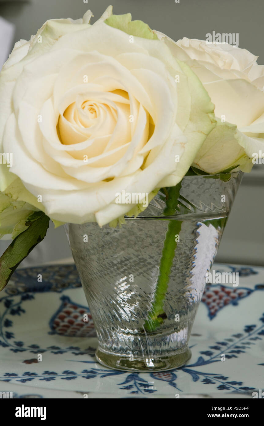 In der Nähe von weißen Rosen in Glasvase Stockfoto