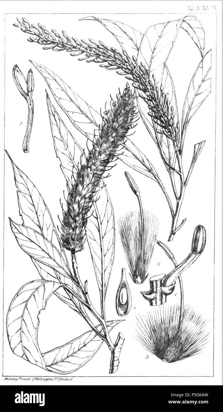 N/A. Deutsch: "Der Londoner Zeitschrift für Botanik' Vol. 6 (1847) 1. Teil von Spike mit ungeschäumten Blumen 2. Blütenblatt und staubblatt 3. Griffel und squamae 4. Eierstock den Solitären samenanlage 5 zu zeigen. Mutter mit persistenten Stil. 1847. William Henry Harvey (1811-1866) 550 Faurea saligna 03. Stockfoto