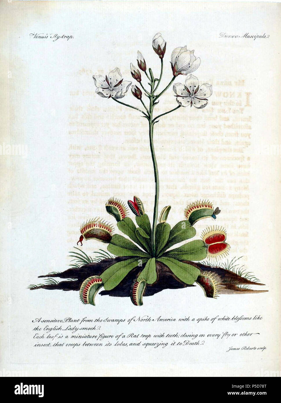 N/A. Deutsch: "Er auch angehängt, mit seinem eigenen Titel Seite, eine Beschreibung der Venus Fliegenfalle," in einem Brief an Sir Charles Linnaeus gesendet wurde." Sein Brief an Linnaeus, vom 23. September 1769, wurde mit einer Abbildung und ein Exemplar geschickt und begann: "Mein lieber Freund, ich weiß, dass jede Entdeckung in der Natur ist eine Festlichkeit für Sie; aber in diesem werden Sie ein Fest." Eine schöne Hand - farbige Gravur der Anlage dient als Frontispiz der veröffentlichten Brief." Platte von John Ellis'' eine botanische Beschreibung der Dionoea muscipula" in der gleichen Lautstärke. HI Bibliothek Rufnr. MC1 E47 D. 1769. John Ellis (c1710 Stockfoto