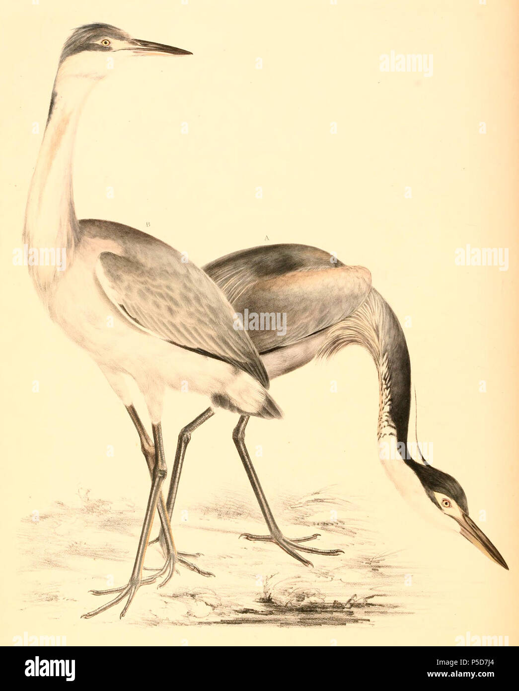 N/A. Englisch: "ardea Ardea melanocephala atricollis" = (Black-headed Heron) - ein Erwachsener auf dem Rigt, eine junge auf der linken Français: "ardea Ardea melanocephala atricollis" = (Héron mélanocéphale) - à droite un adulte, à gauche un Jeune. 1838. Andrew Smith (1797 - 1872) Alternative Namen Smith Beschreibung schottische Molekularbiologe, Arzt, Zoologen, Ornithologen, Naturforscher und Chirurg Geburtsdatum / Tod am 3. Dezember 1797 11. August 1872 Ort der Geburt / Todes Hawick London Authority control: Q 507606 VIAF: 22151719 ISNI: 0000 0000 8100 6105 LCCN: Nr 90010813 Open Library: OL 1923590 ein Oxfo Stockfoto