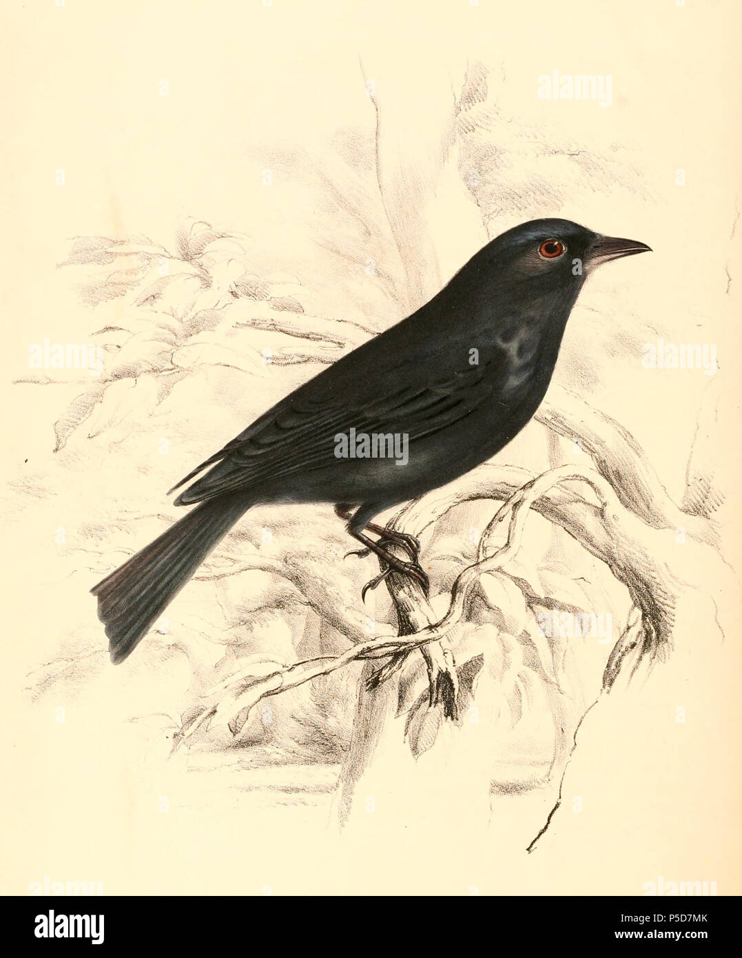 N/A. Englisch: "Dicrurus ludwigii" = Dicrurus ludwigii ludwigii (Unterart von Square-tailed Drongo) - männlich Français: "Dicrurus ludwigii" = Dicrurus ludwigii ludwigii (Sous-Espèce de Drongo de Ludwig)-mâle. 1838. Andrew Smith (1797 - 1872) Alternative Namen Smith Beschreibung schottische Molekularbiologe, Arzt, Zoologen, Ornithologen, Naturforscher und Chirurg Geburtsdatum / Tod am 3. Dezember 1797 11. August 1872 Ort der Geburt / Todes Hawick London Authority control: Q 507606 VIAF: 22151719 ISNI: 0000 0000 8100 6105 LCCN: Nr 90010813 Open Library: OL 1923590 ein Oxford Dict.: 25772 WorldCat 44 Stockfoto