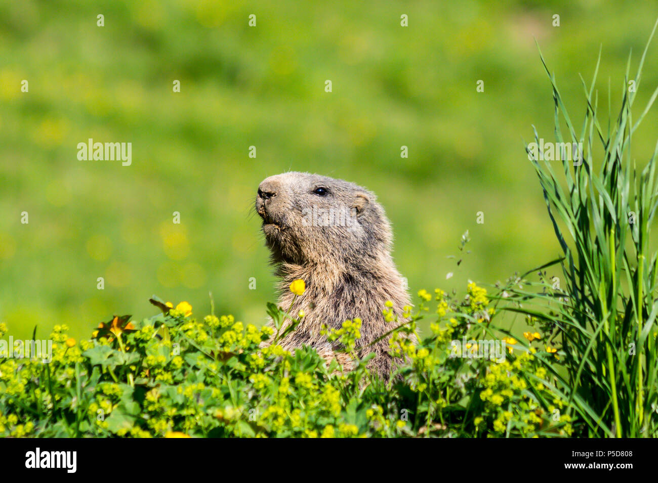Neugierig alpine Murmeltier, auch als Groundhog bekannt, versteckt hinter Büschen und achten Sie auf die Feinde in den Europäischen Alpen Stockfoto