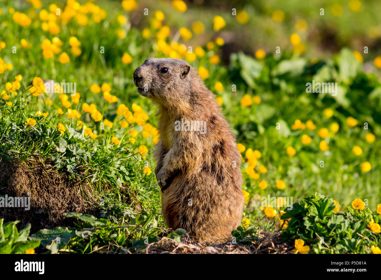 Alpine Murmeltier (Marmota marmota), das Murmeltier stehend in Sentinel auf einem schönen grünen Bereich der Butterblumen (Alpen, Liechtenstein, Malbun) Stockfoto