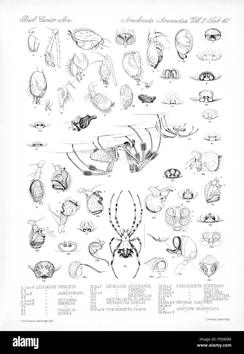 N/A. Englisch: Zoologische Abbildungen von Spinnen, die von Friedrich O. Picard-Cambridge für die Biologia Centrali-Americana, eine Enzyklopädie Der natürliche Verlauf von Mexiko und Mittelamerika. zwischen 1897 und 1905. Friedrich Octavius Pickard-Cambridge 116 Spinnen Araneidea Vol. 2 Tabelle 42 Stockfoto