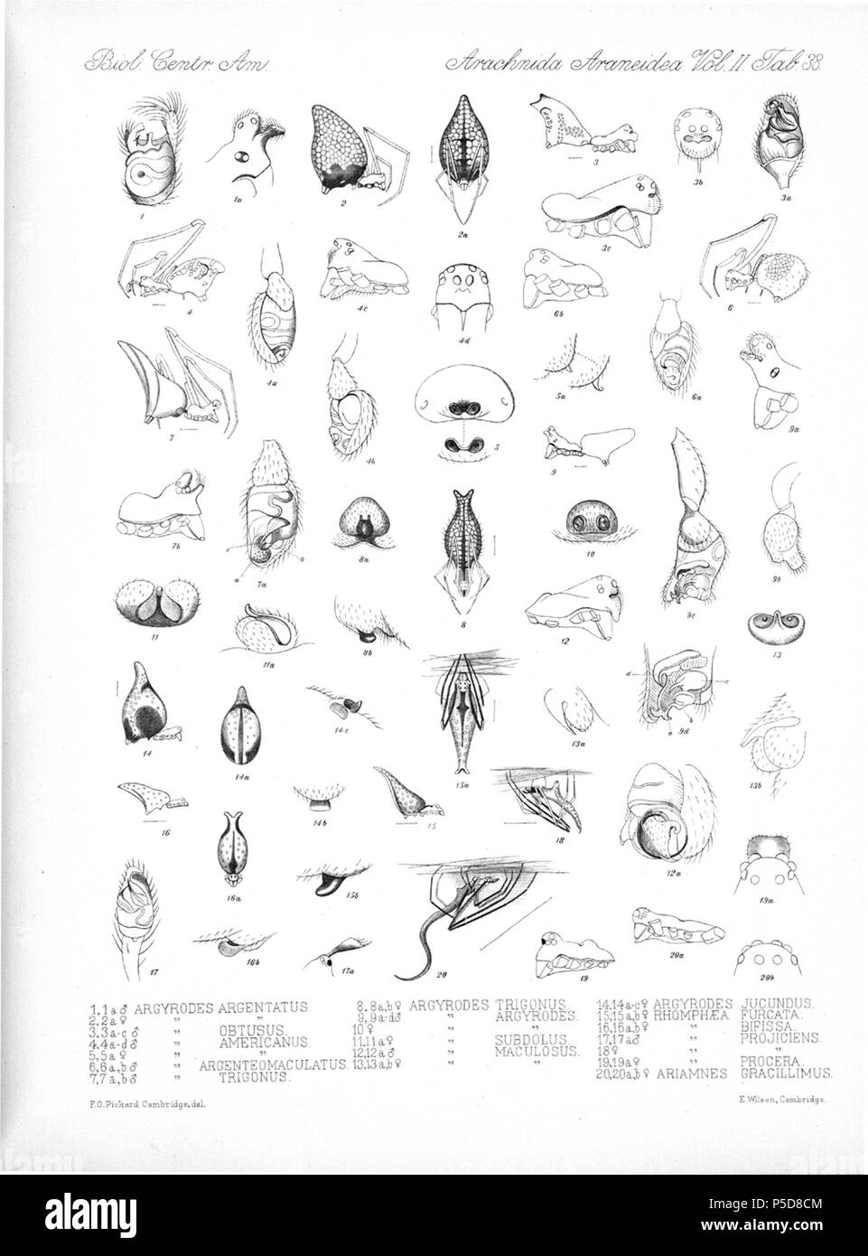 N/A. Englisch: Zoologische Abbildungen von Spinnen, die von Friedrich O. Picard-Cambridge für die Biologia Centrali-Americana, eine Enzyklopädie Der natürliche Verlauf von Mexiko und Mittelamerika. zwischen 1897 und 1905. Friedrich Octavius Pickard-Cambridge 116 Spinnen Araneidea Vol. 2 Tabelle 38 Stockfoto