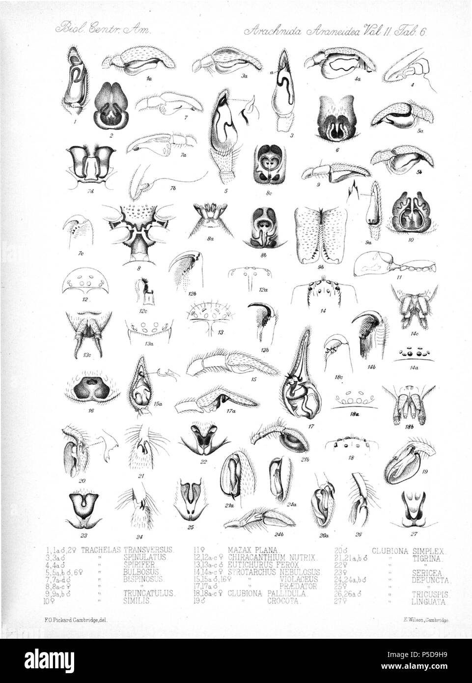 N/A. Englisch: Zoologische Abbildungen von Spinnen, die von Friedrich O. Picard-Cambridge für die Biologia Centrali-Americana, eine Enzyklopädie Der natürliche Verlauf von Mexiko und Mittelamerika. zwischen 1897 und 1905. Friedrich Octavius Pickard-Cambridge 116 Spinnen Araneidea Vol. 2 Tabelle 6 Stockfoto