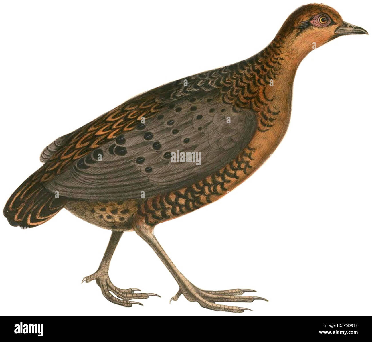 N/A. Englisch: "Perdix oculea" = Caloperdix oculeus (Eisenhaltigen Rebhuhn) Français: "Perdix oculea" = Caloperdix oculeus (Rouloul Ocellé). Zwischen 1830 und 1832. Thomas Hardwicke (1755 - 1835) Alternative Namen Hardw. Beschreibung Englischer Soldat und Naturforscher Geburtsdatum / Tod 1755 3. Mai 1835 Ort der Geburt / Todes Londoner Stadtteil Lambeth Authority control: Q 2543258 VIAF: 308180676 LCCN: nb 2013018703 Botaniker: Hardw. SUDOC: 183009134 WorldCat 264 Caloperdix oculeus Hardwicke weißer Hintergrund Stockfoto