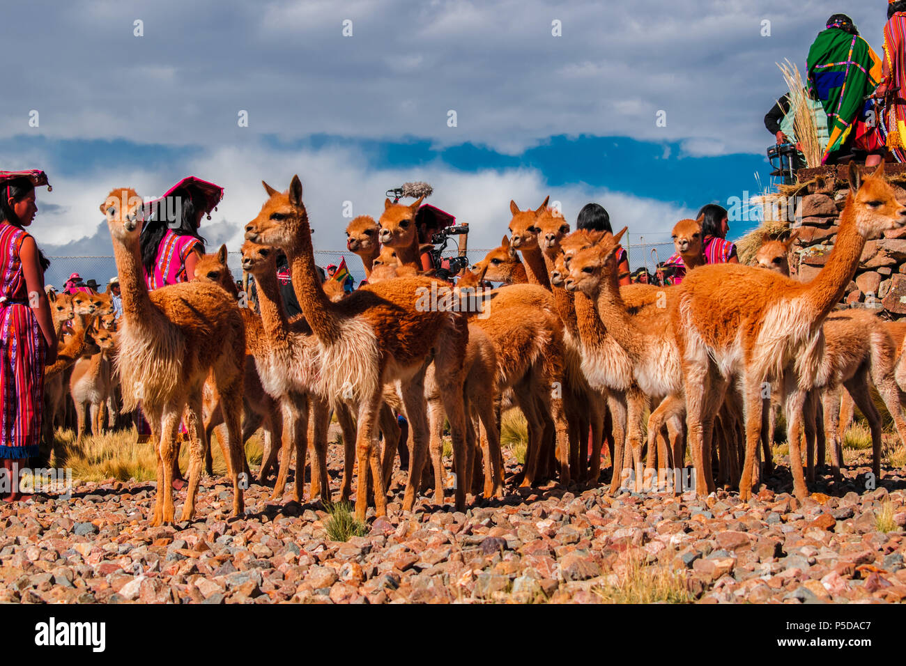 Fiesta Seleccion del chacu en Pampas Galeras La vicuña es una especie emblemática del Perú que Figura, incluso, en Nuestro escudo Nacional. Stockfoto