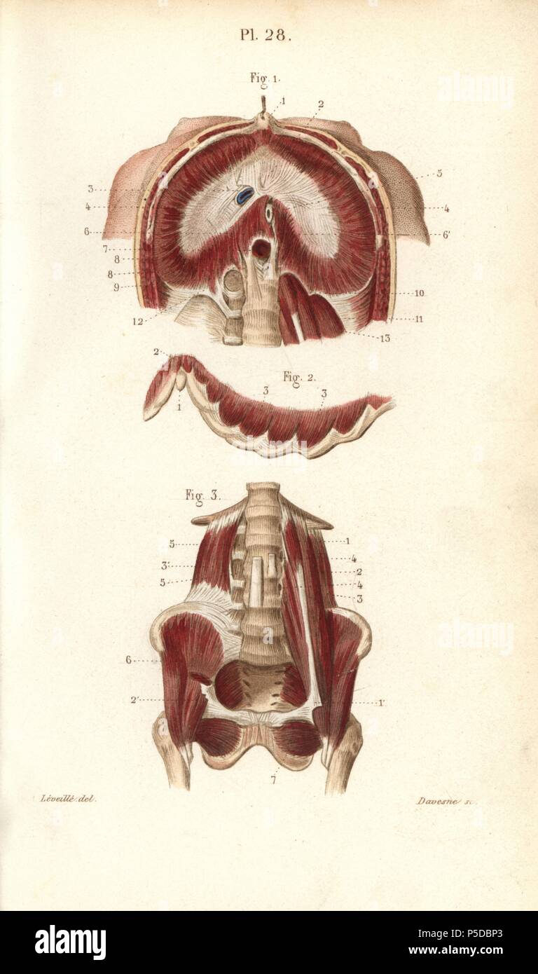 Muskeln des Zwerchfells, Rippen und des Beckens. Papierkörbe Stahlstich von davesne einer Zeichnung von leveille von Dr. Joseph Nicolas Masse 'Petit Atlas complet d'Anatomie beschreibende du Corps Humain", Paris, 1864, herausgegeben von Mequignon-Marvis. Die Masse 'Pocket Anatomie des menschlichen Körpers" wurde erstmals 1848 veröffentlicht und ging durch viele Ausgaben. Stockfoto Muskeln des Zwerchfells, Rippen und des Beckens. Papierkörbe Stahlstich von davesne einer Zeichnung von leveille von Dr. Joseph Nicolas Masse 'Petit Atlas complet d'Anatomie beschreibende du Corps Humain", Paris, 1864, herausgegeben von Mequignon-Marvis. Die Masse 'Pocket Anatomie des menschlichen Körpers" wurde erstmals 1848 veröffentlicht und ging durch viele Ausgaben. Stockfoto