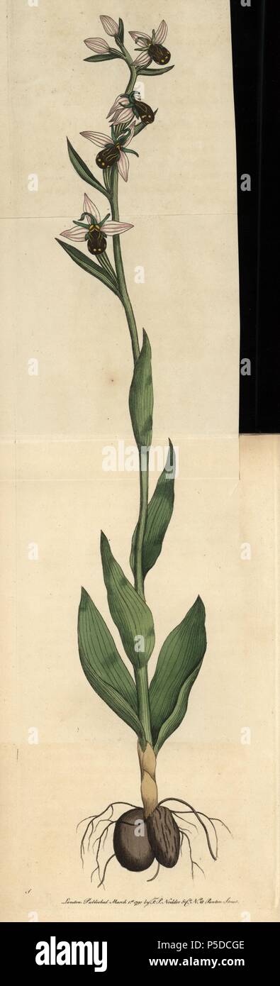 Oder biene Biene ophrys Orchis. Ophrys apifera. Abbildung: signierte S (George Shaw).. Papierkörbe Kupferstich von George Shaw und Frederick nodder's 'Verschiedenes' 1790 der Naturforscher. Frederick Polydore Nodder (17511801?) war ein begnadeter Natural history Artist und Graveur. Nodder seine Zeichenkunst arbeiten an Captain Cook und Joseph Banks' Florilegium und Gravur Sydney Parkinson Skizzen der australische Pflanzen verfeinert. Er war 'botanischen Maler an Ihre Majestät Königin Charlotte" im Jahr 1785. Nodder zeichnete auch die botanischen Studien in Thomas Martyns Flora Rustica (1792) und 38 Platten (1799). Stockfoto