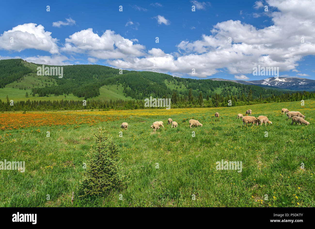 Eine Herde Schafe auf eine grüne Wiese mit gelben und orangen Blüten in den Bergen vor einem blauen Himmel und Wolken Stockfoto