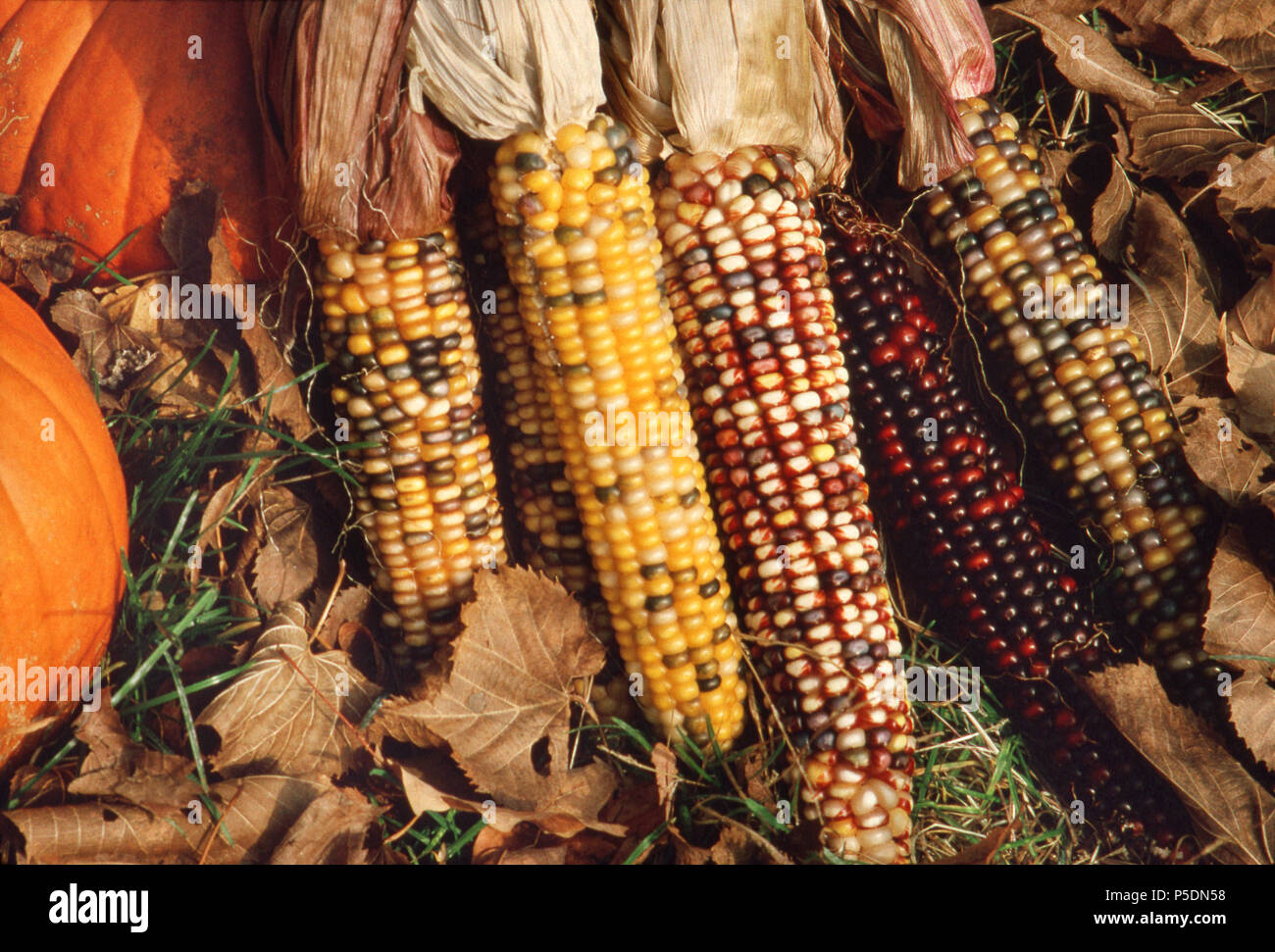 Mais, oder indischen Mais. Foto Stockfoto