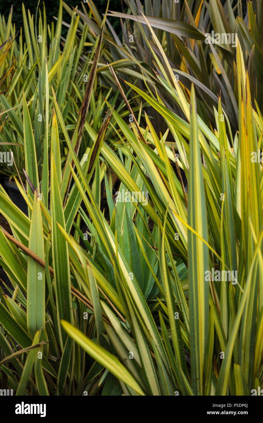 Blätter von Neuseeland Flachs (phormium Agavaceae tanax Stockfoto