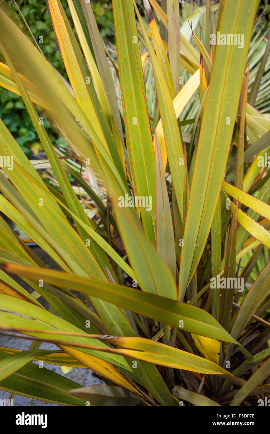 Blätter von Neuseeland Flachs (phormium Agavaceae tanax Stockfoto