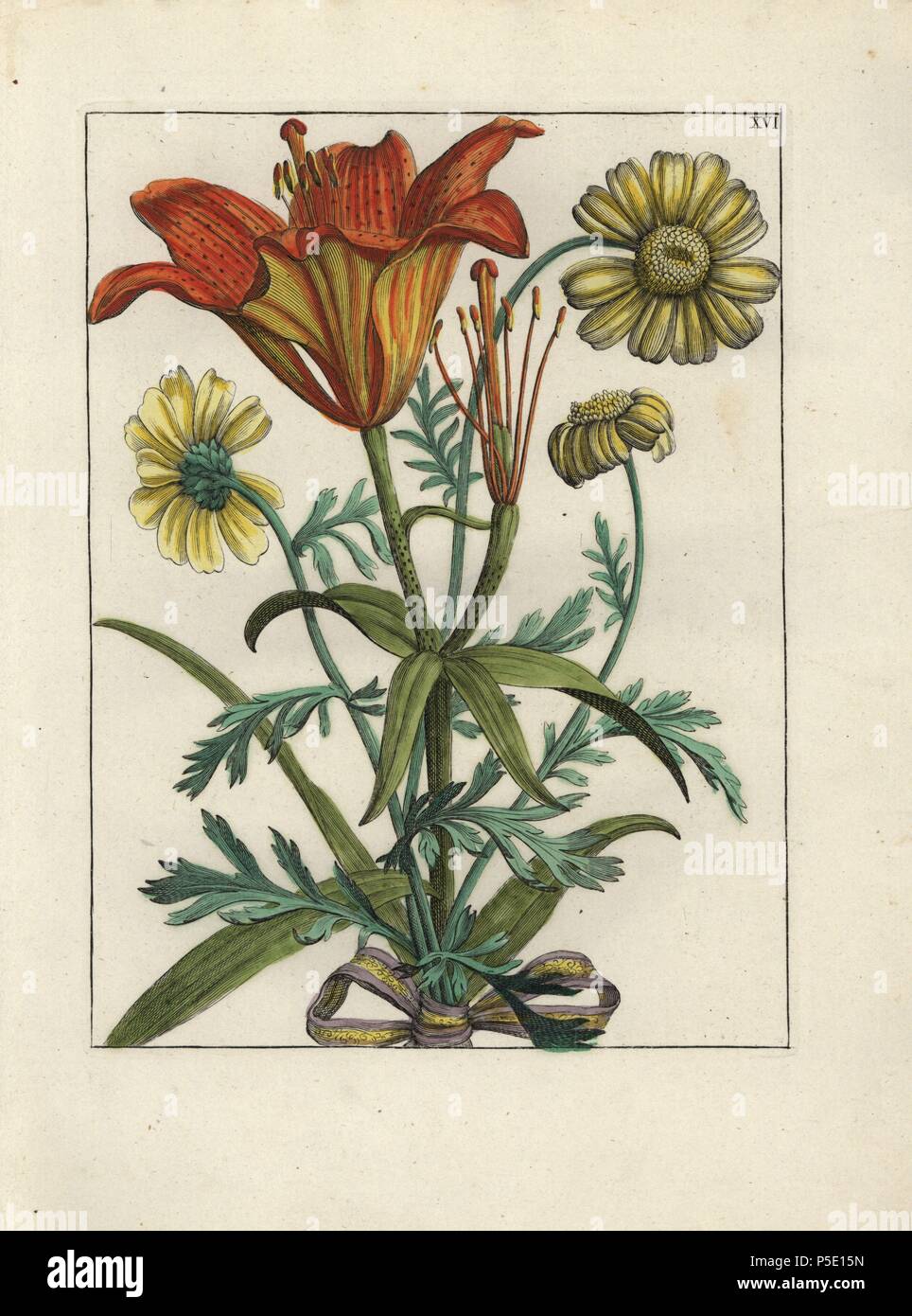 Super Lily, Lilium 'Lilac und Kamille, Matricaria Chamomilla, mit einer Schleife gebunden. Papierkörbe Kupferstich botanischen Gravur von 'Nederlandsch Bloemwerk" (Dutch Flower Arrangements), Amsterdam, J.B. Elwe, 1794. Die Künstler dieser feinen Platte ist ein Geheimnis: Der Titel Bouquet hat die Signatur von Paul Theodor Van Brussel (1754-1795), der Dutch Flower painter, aurikel ist "vom Leben rawn' von A. Bres. Nach Hunt, 30 Platten zeigen den Einfluss des berühmten französischen Künstlers Nicolas Robert (1614-1685). Stockfoto