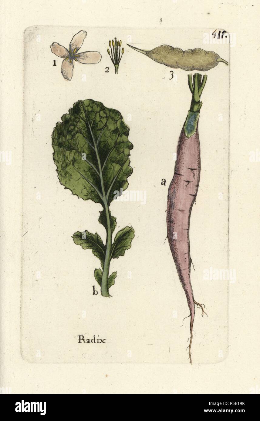 Rettich, Raphanus sativus. Papierkörbe botanischen ausgearbeitet und von Pierre Bulliard aus seinem eigenen 'Flora Parisiensis graviert", 1776, Paris, S. F. Didot. Pierre Bulliard (1752-1793) war ein berühmter französischer Botaniker die drei-Farben-platte Drucktechnik. Seine Einführung in die Blüten der Pariser 640 Pflanzen. Stockfoto