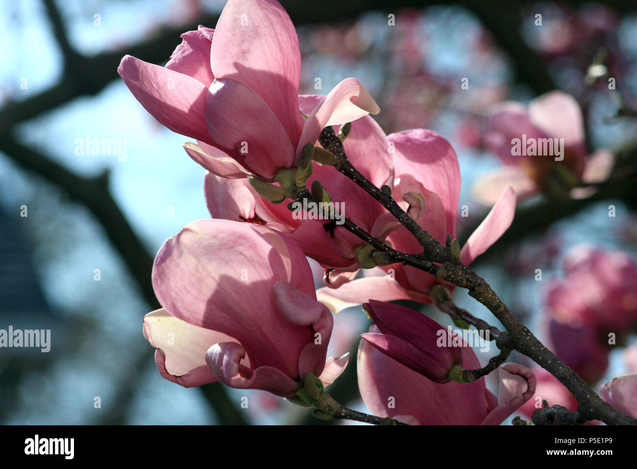 Nahaufnahme der chinesischen Magnolienblüte Stockfoto