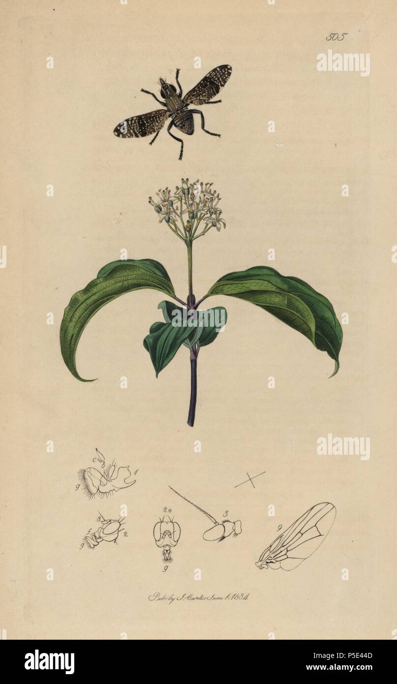 Platystoma seminationis, getupft Flachbild-Fly geleitet, mit Dogberry oder cornel Baum, Cornus sanguinea. Papierkörbe Kupferstich erstellt und von John Curtis für seine eigenen "Britische Entomologie eingraviert, die Abbildungen und Beschreibungen der Gattungen von Insekten in Großbritannien und Irland gefunden", London, 1834. Curtis (1791 - 1862) war ein entomologe, Zeichner, Kupferstecher und Verleger. "Britische Entomologie' aus dem Jahr 1824 bis 1839 veröffentlicht wurde, und umfasste 770 Illustrationen von Insekten und Pflanzen, auf denen sie zu finden sind. Stockfoto