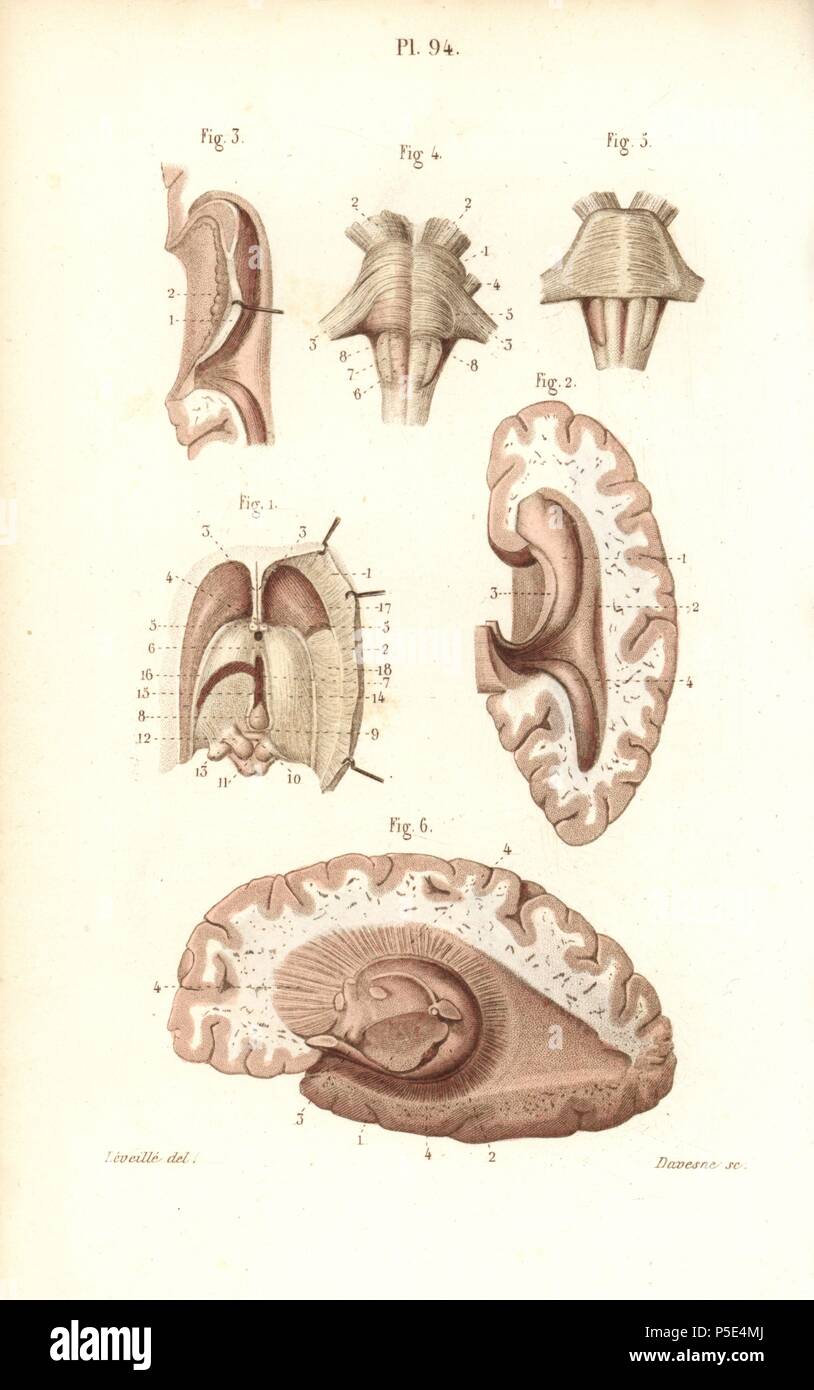 Gehirn, Pons, Medulla oblongata, zirbeldrüse etc. Handkoloriert Stahlstich von davesne einer Zeichnung von leveille von Dr. Joseph Nicolas Masse 'Petit Atlas complet d'Anatomie beschreibende du Corps Humain", Paris, 1864, herausgegeben von Mequignon-Marvis. Die Masse 'Pocket Anatomie des menschlichen Körpers" wurde erstmals 1848 veröffentlicht und ging durch viele Ausgaben. Stockfoto