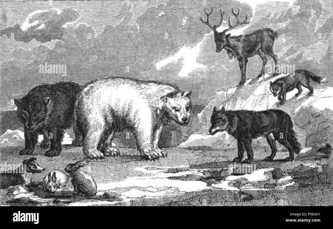 N/A. Englisch: Illustration der arktischen Tiere aus Erzählung von Entdeckung und Abenteuer in den polaren Regionen (1830), von Sir John Lesley, Robert Jameson, und Hugh Murray. 1830. Unbekannte Stecher 121 arktische Tiere Polargebiete Stockfoto