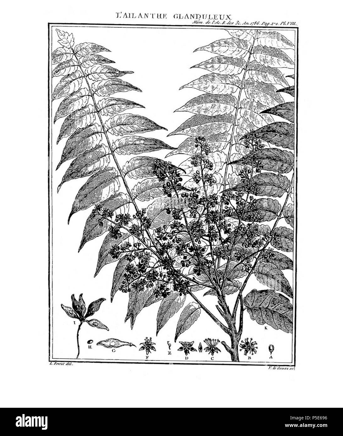 N/A. Français: René Desfontaines. 1786. Mémoire sur un Nouveau Genre d'arbre. Ailanthus Glandulosa. Paris, Mém. Acad. Royale Sci. Paris: 265-271, pl. viii. Stafleu (29.858). C'est le protologue du genre Ailanthus. 1786. L. Freret delineavit 439 Desfontaines Ailanthus glandulosa 1786 Stockfoto